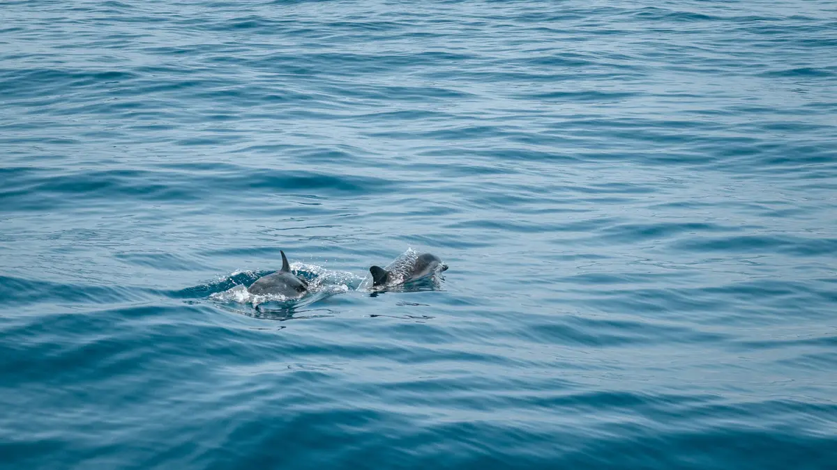 Dolphin watching in the Ionian Sea