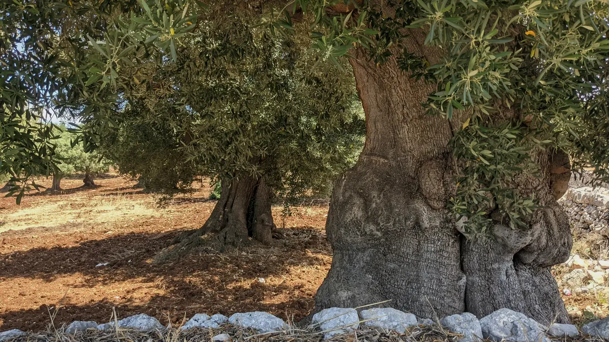 Olive trees, oil mill and olive oil tasting