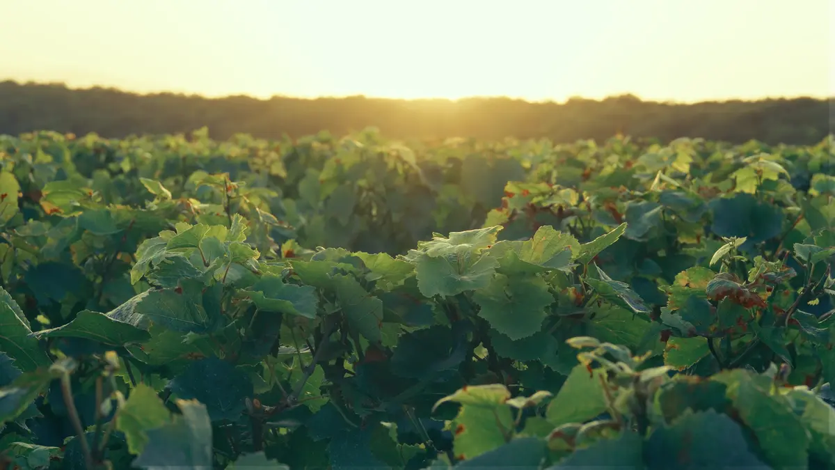 Grape harvest and dinner in the vineyard
